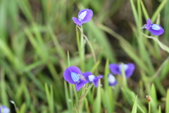 Utricularia uliginosa